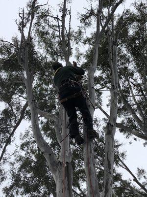 Fast, knowledgeable, safe climber!