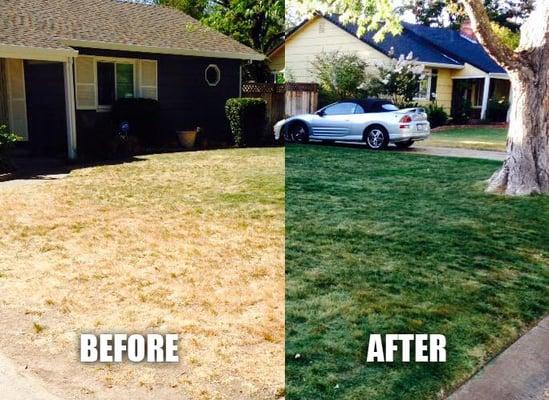 Norcal Lawn Colorant