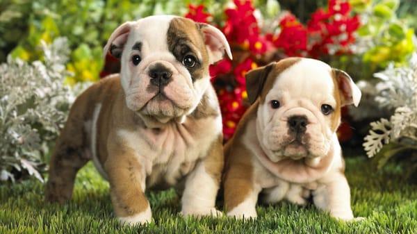 English Bulldog Puppies For Sale Call 631-624-5580