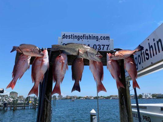 7 red snapper, 2 mangrove snapper, one delicious grouper!