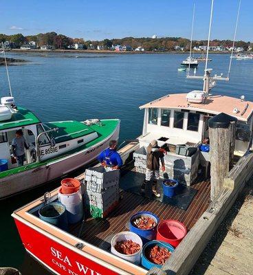 Lobster catch coming in.  Cape porpoise harbor - 10/16/2022