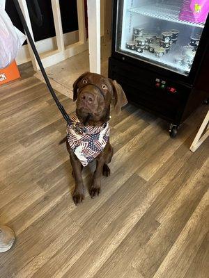 Wags Bakery & Grooming