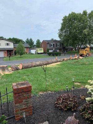 Tree down and chopped up heading to the chipper and truck.