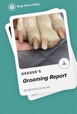 Dog-Gone Nails