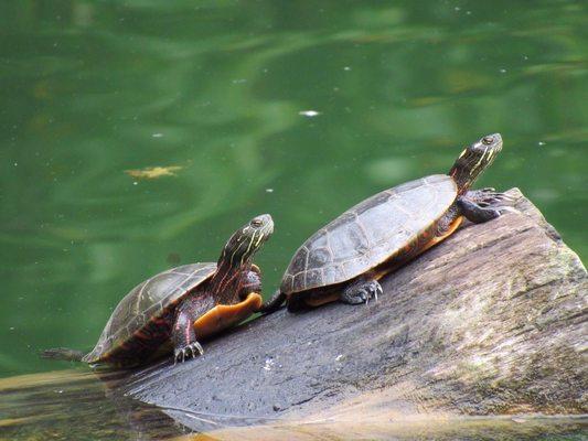 Turtles in the quarry