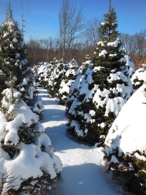 Perseverance Tree Farm