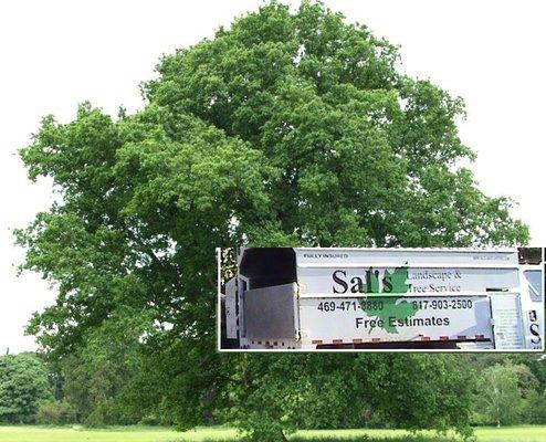 Sal's Landscape & Tree Service