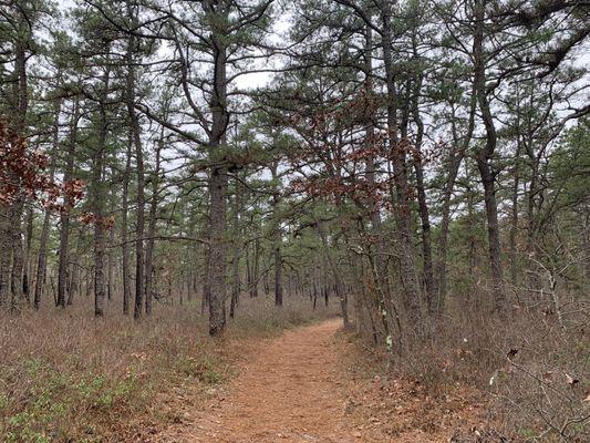 Much of the trails are just through simple Pine Forest