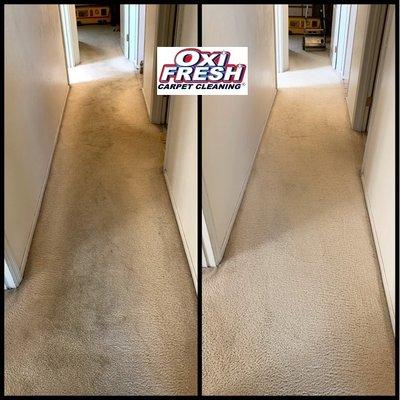 Hallway Green Carpet Cleaned by Oxi Fresh in Webster Groves