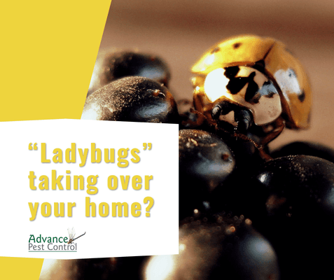 Are ladybugs taking over your home? We can help! Contact our office today to start service.