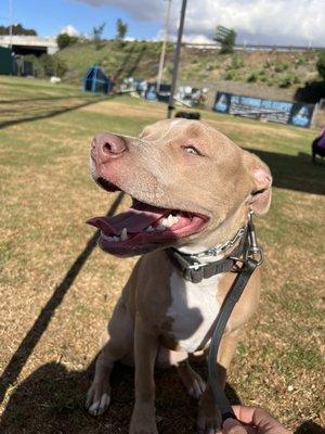 Here we're teaching Sage to ignore distractions. What a beautiful day with our friends at Elevated Canine Academy.