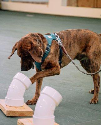 Timber at the scentwork class