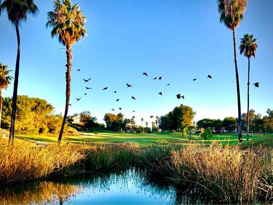 From 8 green towards 9 fairway. I think this would make an awesome Championship tee box...