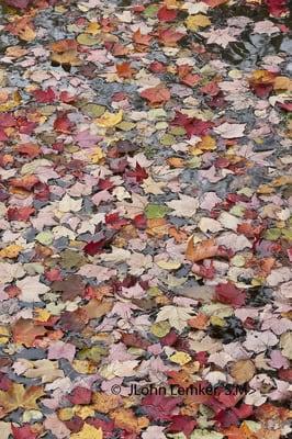 Autumn Leaves on the Pond