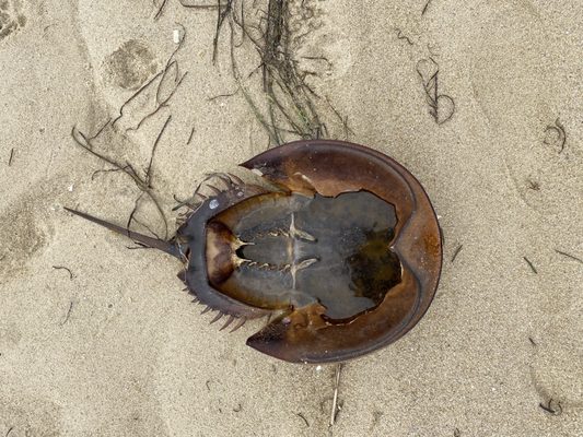 Horseshoe crab shell.