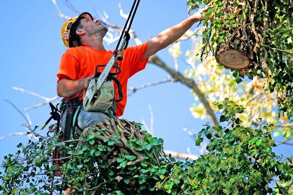 Tree Removal