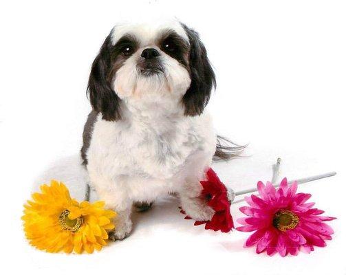 We offer pet odor removal