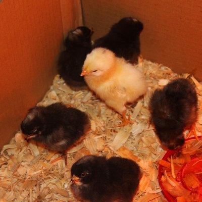 Baby chicks