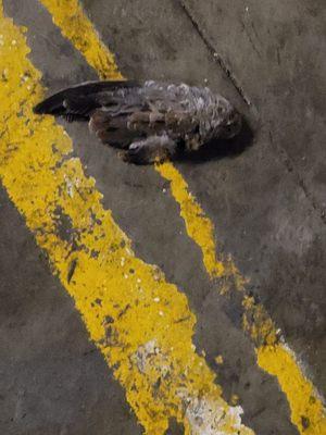 They did clean up the dead bird in 5he parking garage though here at 1380 W Capitol Dr. San Pedro, it's also roach infested here