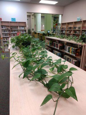 Beautiful pothos