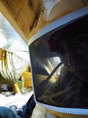 Removing a bee hive from an attic.