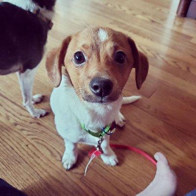 Our new foster puppy, 3 month, 7lb, terrier mix