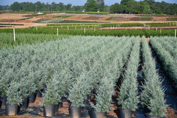 Carolina Sapphire Cypress in the field.