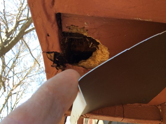 A gray squirrel hole under a soffit. They can chew in one days time.