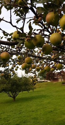 Apple trees around campus