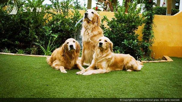 SYNLawn artificial pet grass keeps paws clean