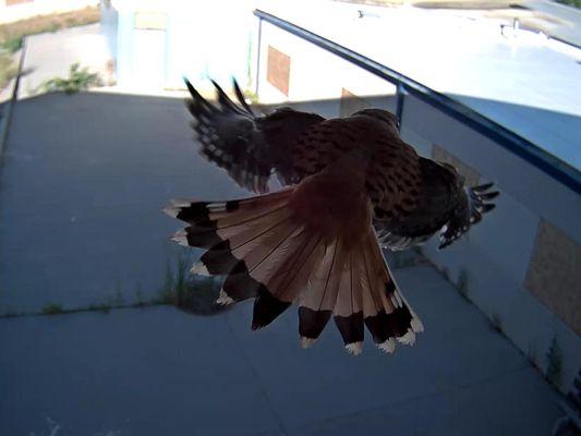 Real-Time Capture of a Hawk w/installed Surveillance Cameras