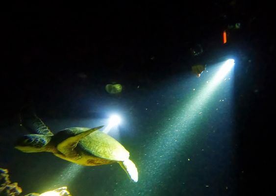 Night Dive at Sharks Cove with Julian, Zoe, and Mike.