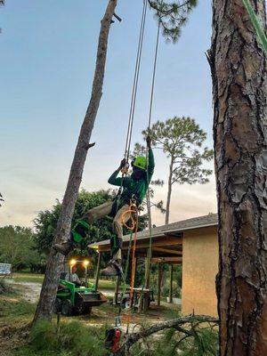 Chapin Tree Climber