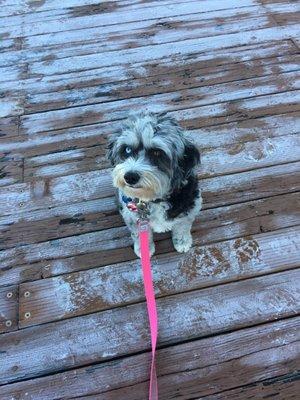 My girl loves her walks with Pearl Paws