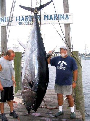 750 lb Giant Bluefin Tuna