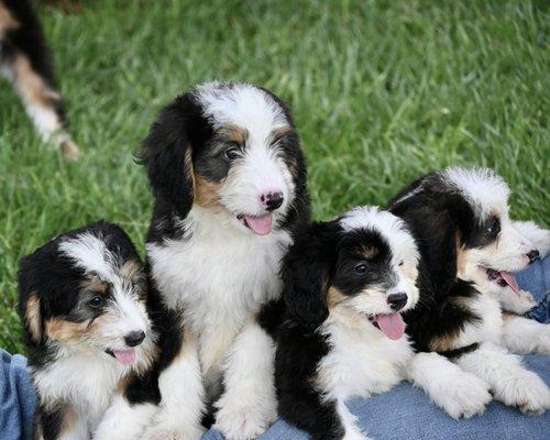 Bow Creek Tricolor Mini Bernedoodles!  AVAILABLE & HEALTH TESTED!