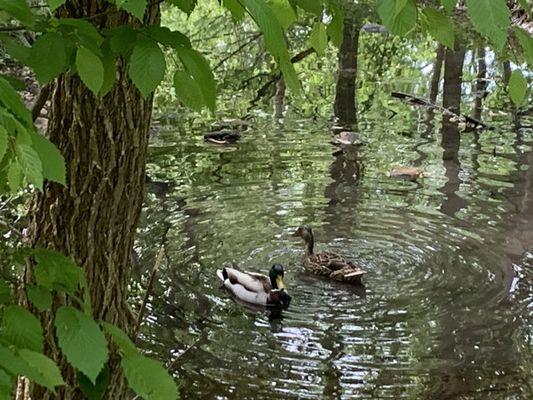 Ducks in the stream