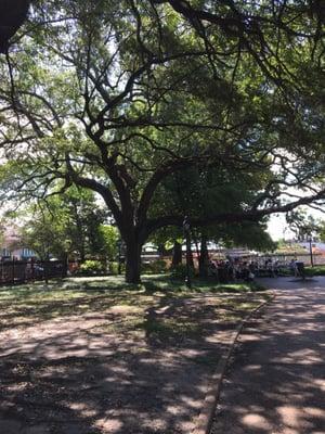 Beautiful trees in Jackson square