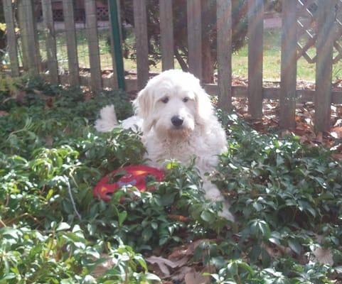 Kobi taking a break from playng ball