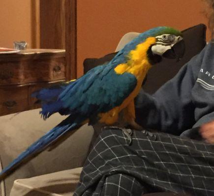 Mascot of Wandering Inn and Gardens, Pico the blue and yellow macaw