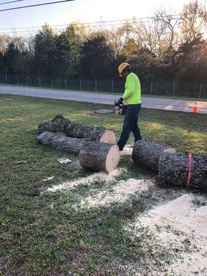 Our professional using a chainsaw to cut a large tree. Tree Removal Services.