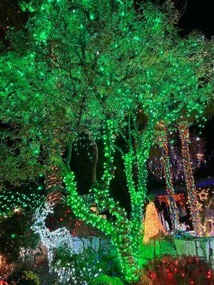 Green Lit Tree