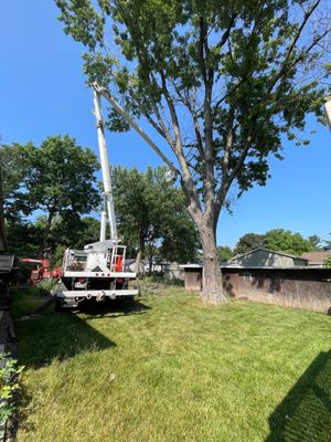 See how huge this tree is!