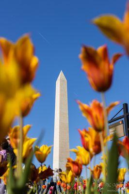 Washington Monument