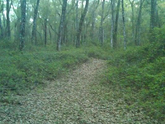 Part of the Forrest Trails on our wooded campus