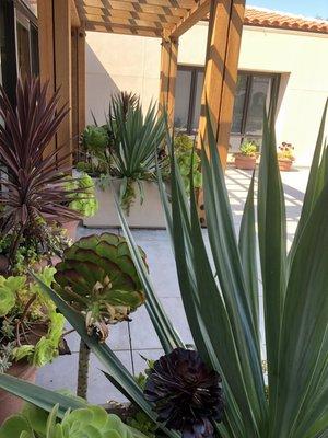 Beautiful succulent entrance and nice atrium