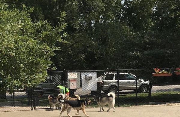 Husky friends!