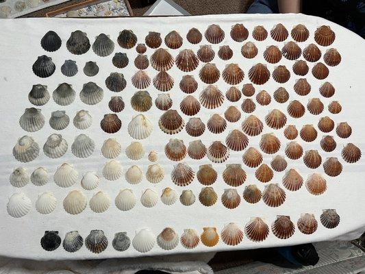 Some of the shells I found and then cleaned up.