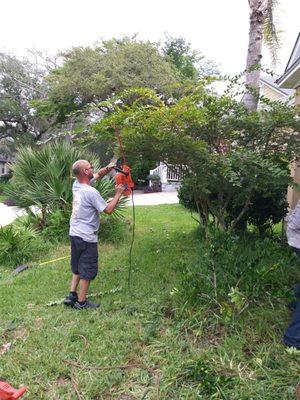 Donald with his crepe myrtle his pet peeve