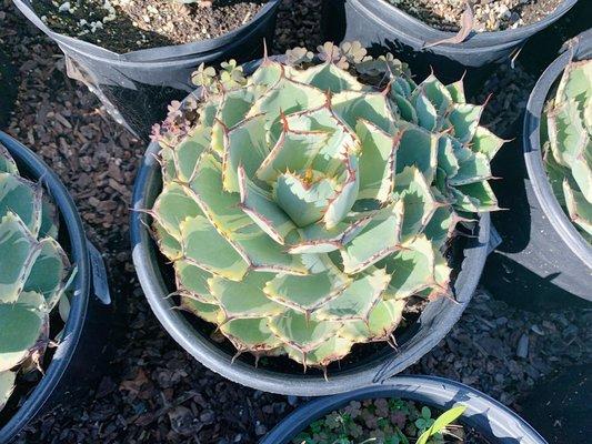 Variegated agave